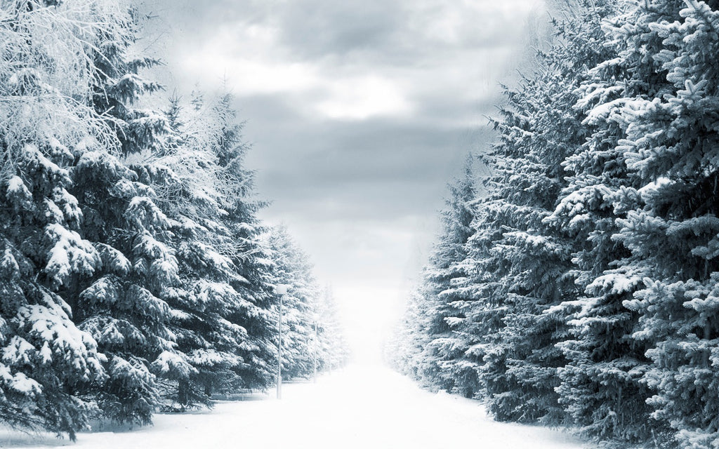 Another Nor'easter!!